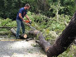 Best Seasonal Cleanup (Spring/Fall)  in USA